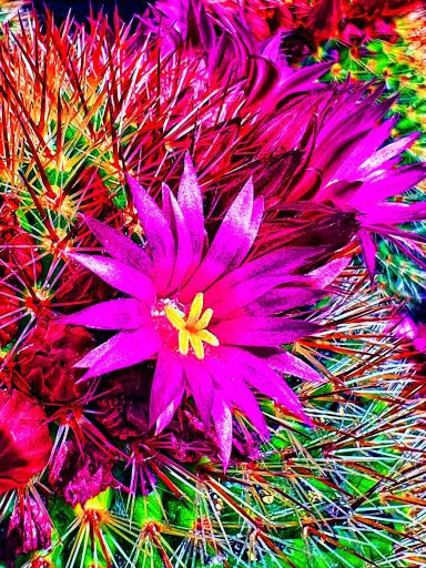 Leuchtend pinkfarbene Blüten auf einem Kaktus mit stacheligen, grünen Körpern.